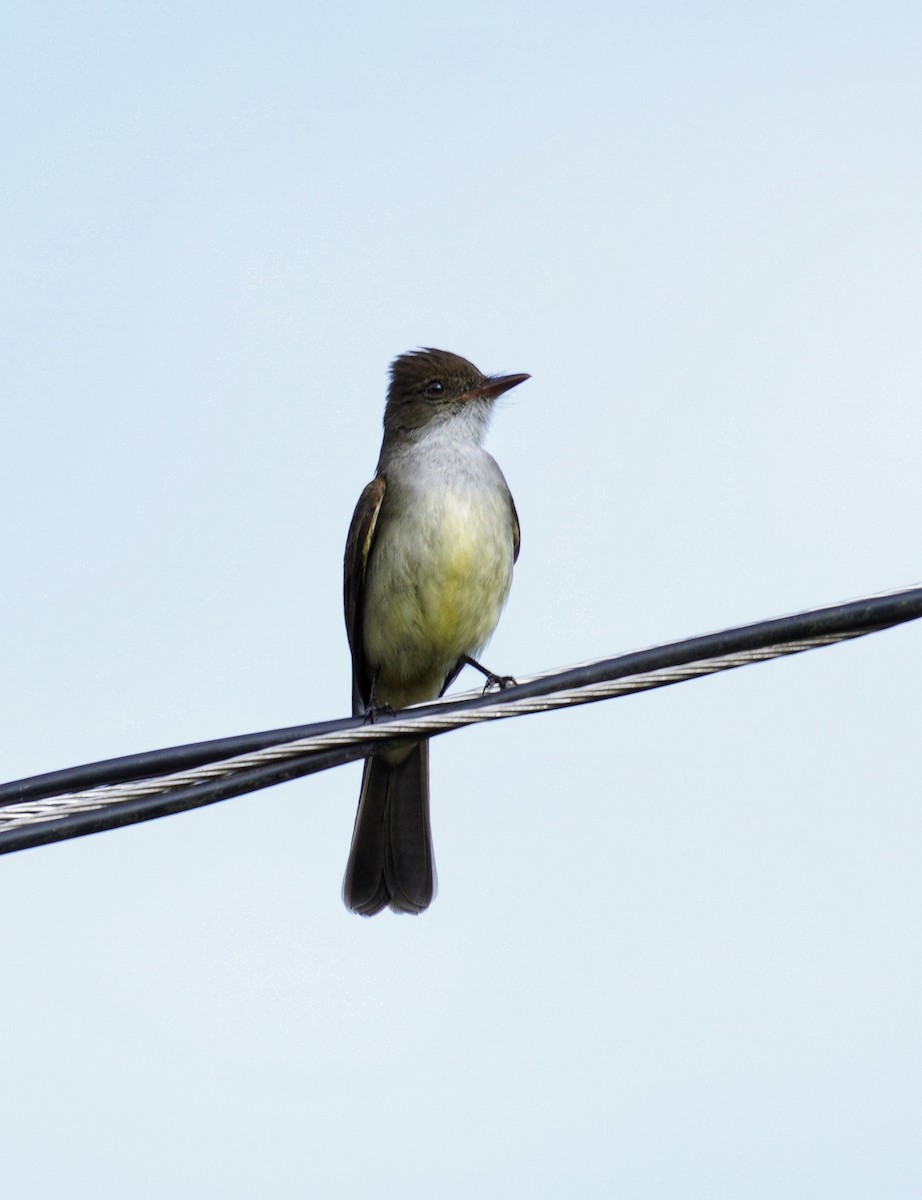 Swainson's Flycatcher - ML644413824