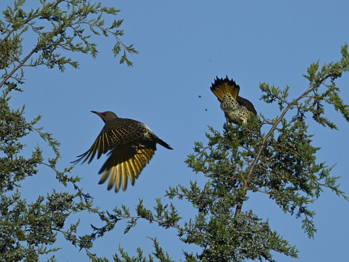 Carpintero Escapulario - ML644413835