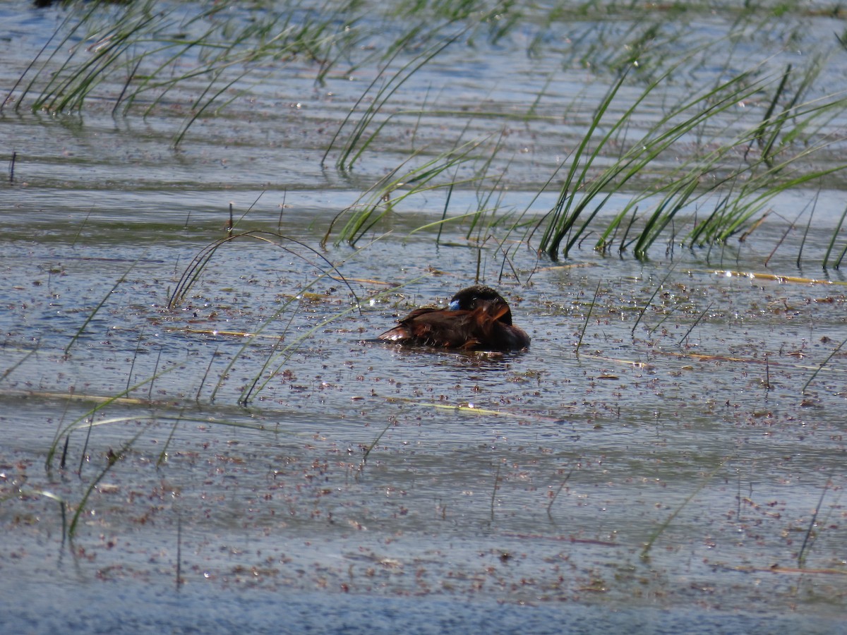 Maccoa Duck - ML644413866