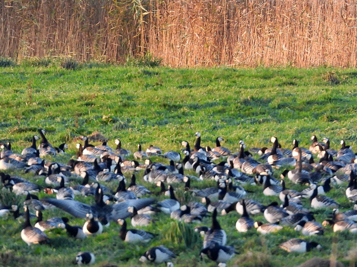 Red-breasted Goose - ML644413868