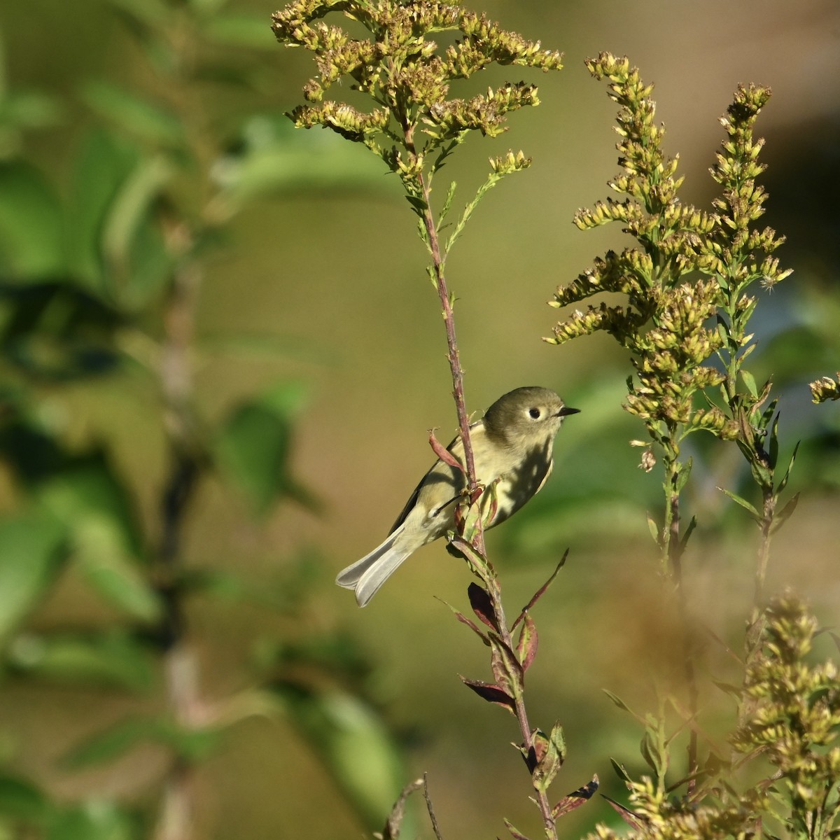Reyezuelo Rubí - ML644413870