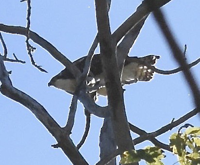 fiskeørn (carolinensis) - ML644413874