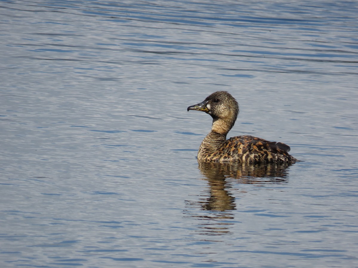 Pato Dorsiblanco - ML644413875