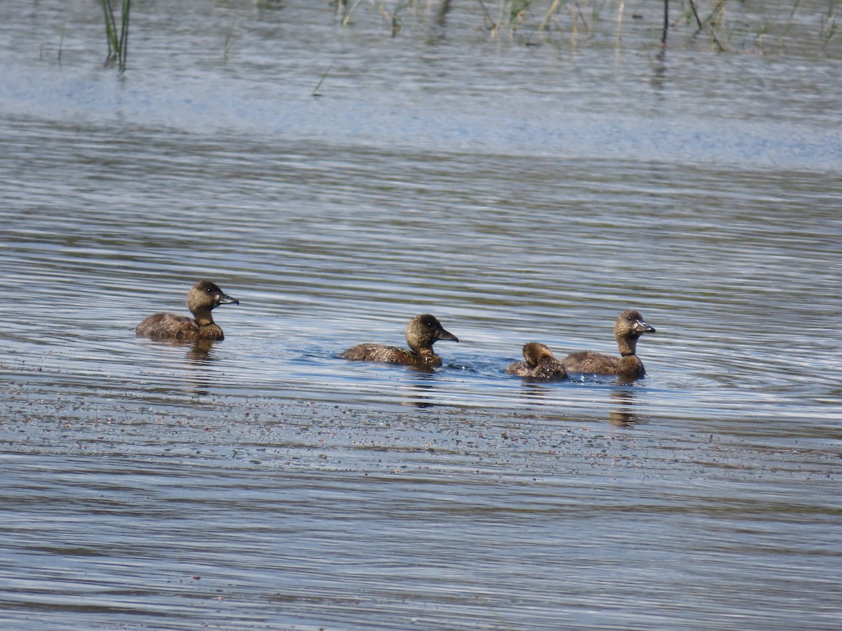 Pato Dorsiblanco - ML644413876