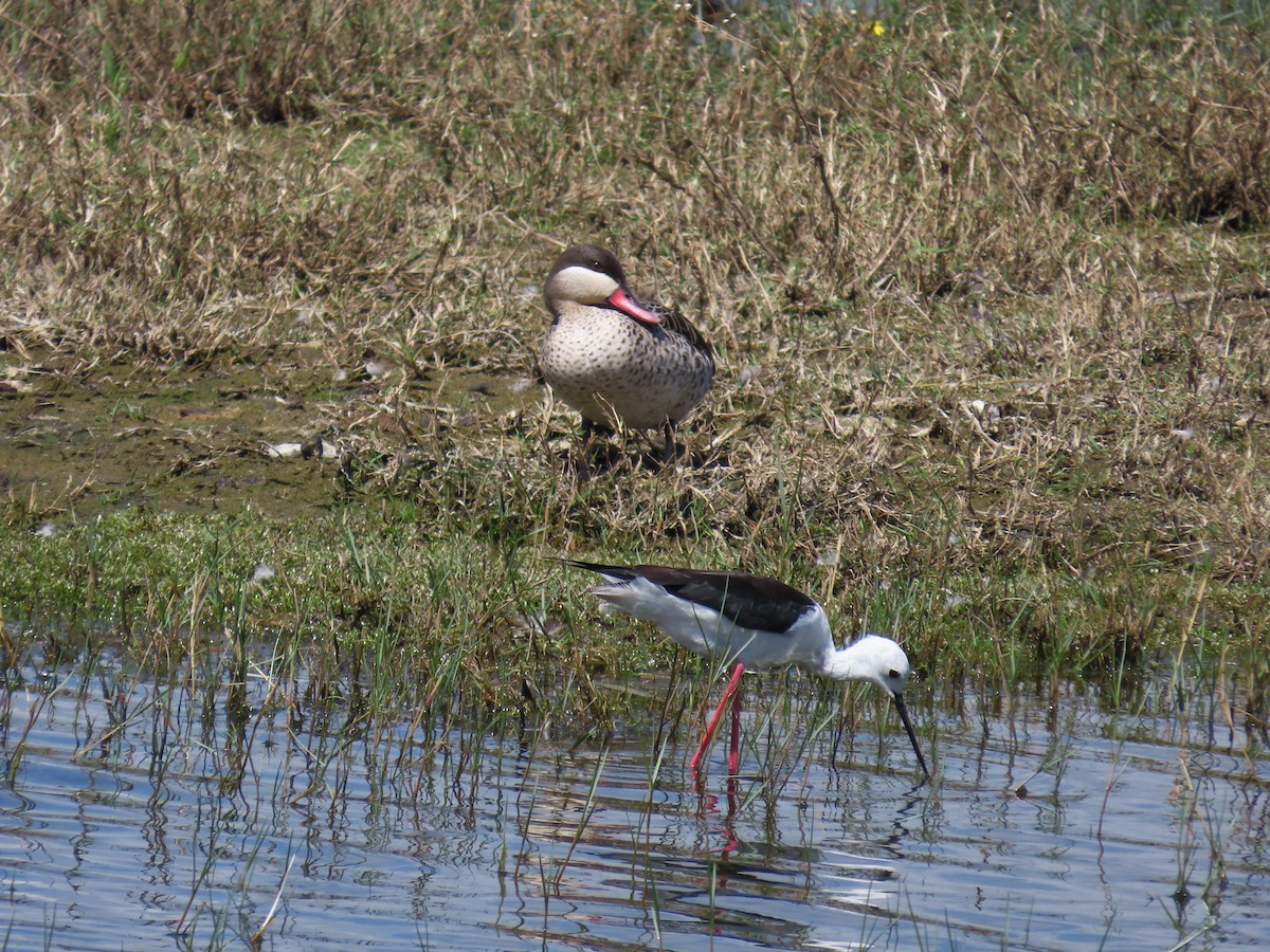 Red-billed Duck - ML644413883