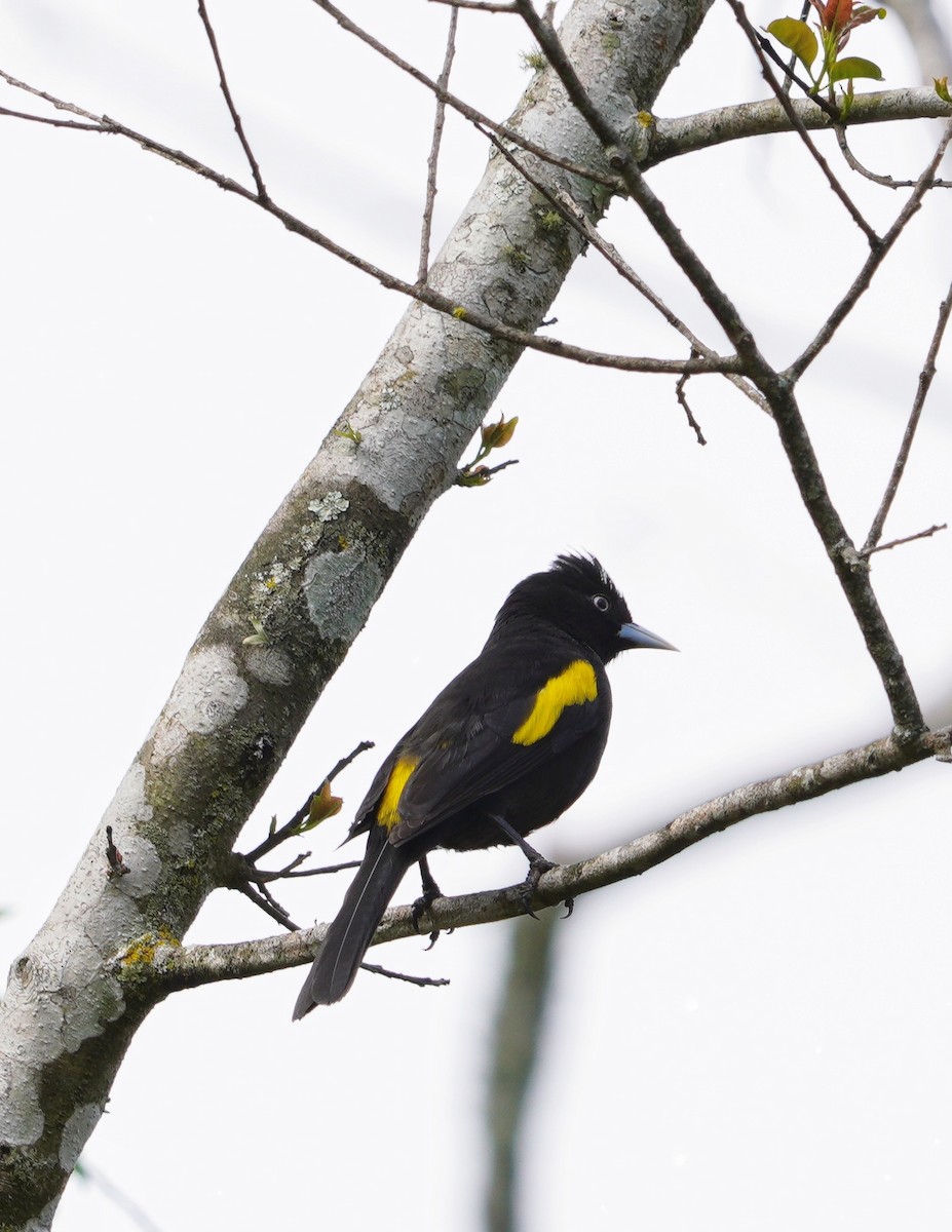 キンバネツリスドリ - ML644413893