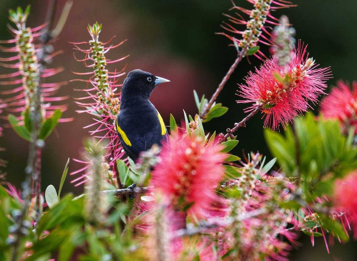 キンバネツリスドリ - ML644413896