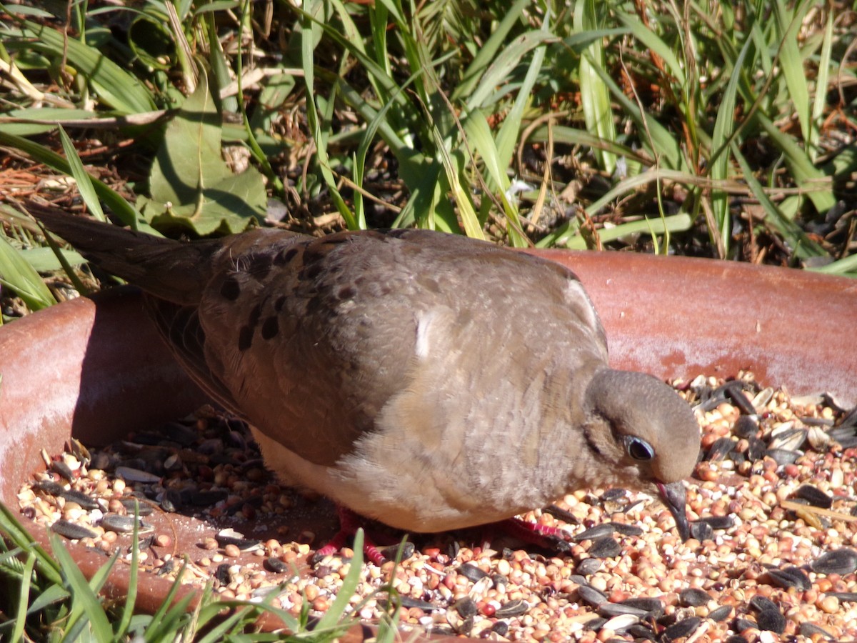 Mourning Dove - Texas Bird Family