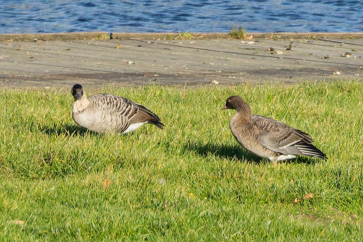 Гуска мала - ML644413899