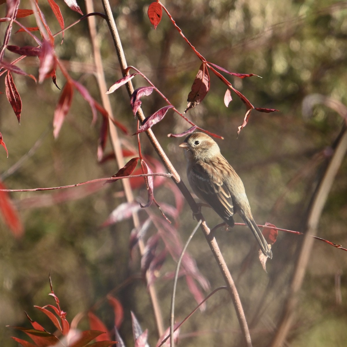 Chingolo Campestre - ML644413906