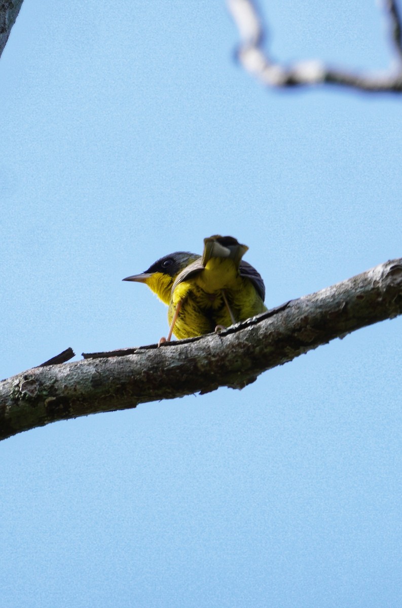Southern Yellowthroat - ML644413907