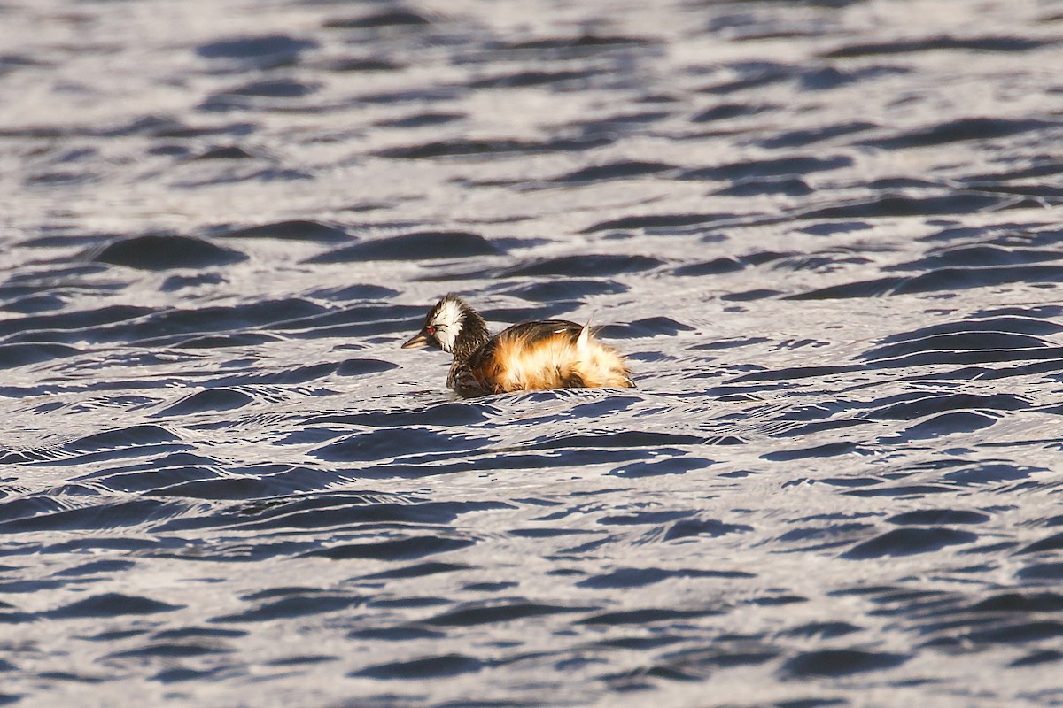 White-tufted Grebe - ML644413908