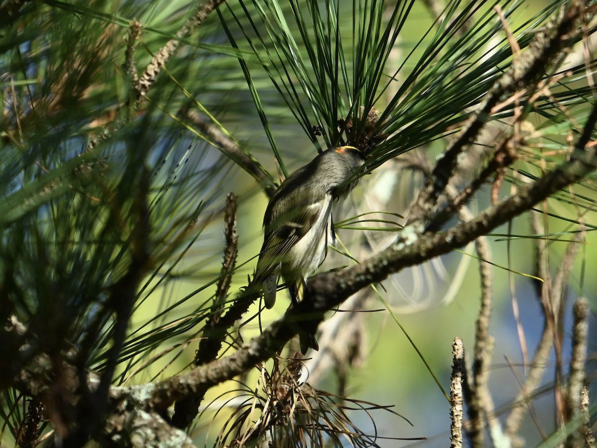 Reyezuelo Sátrapa - ML644413946