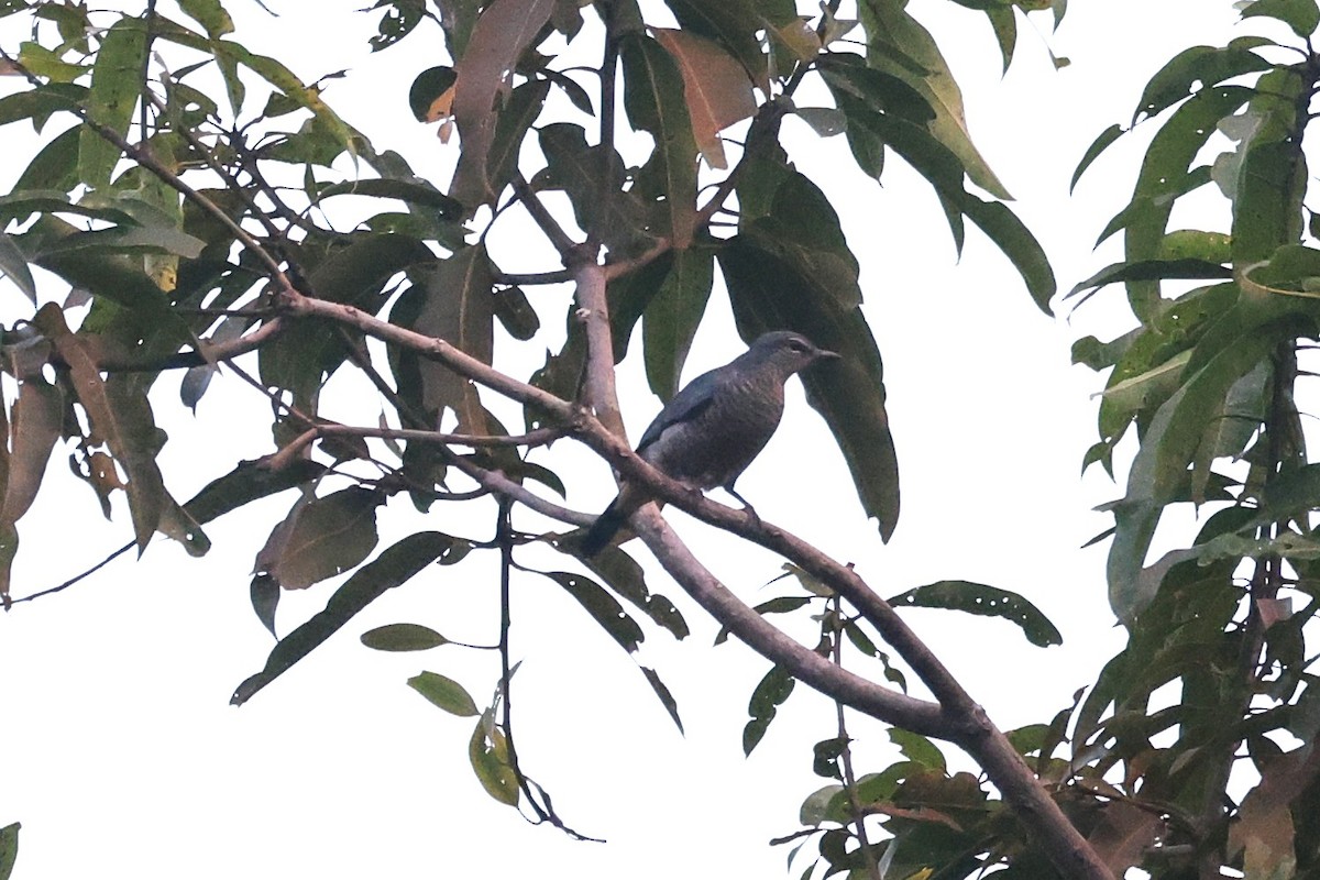 Sulawesi Cicadabird - ML644413954