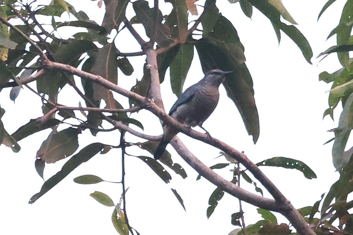 Sulawesi Cicadabird - ML644413955