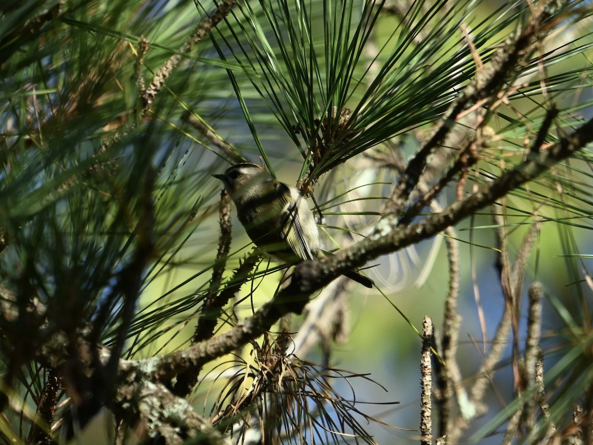 Reyezuelo Sátrapa - ML644413957