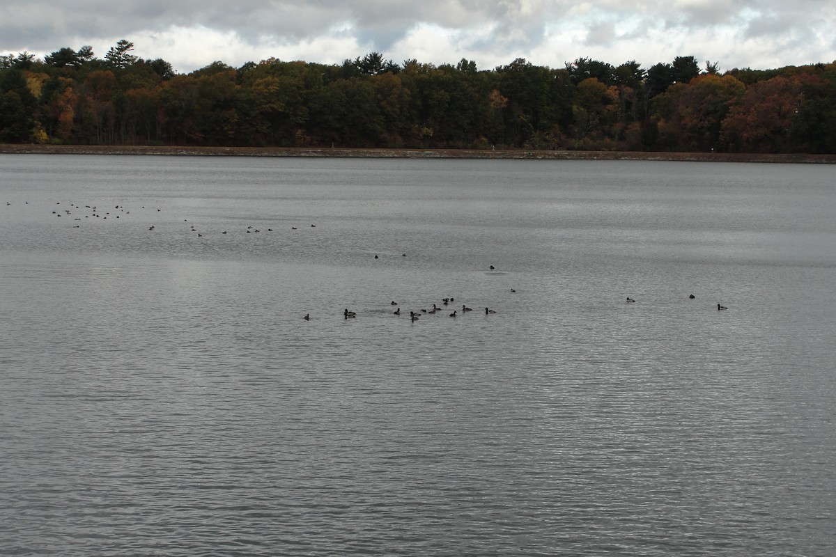 Ring-necked Duck - ML644413960
