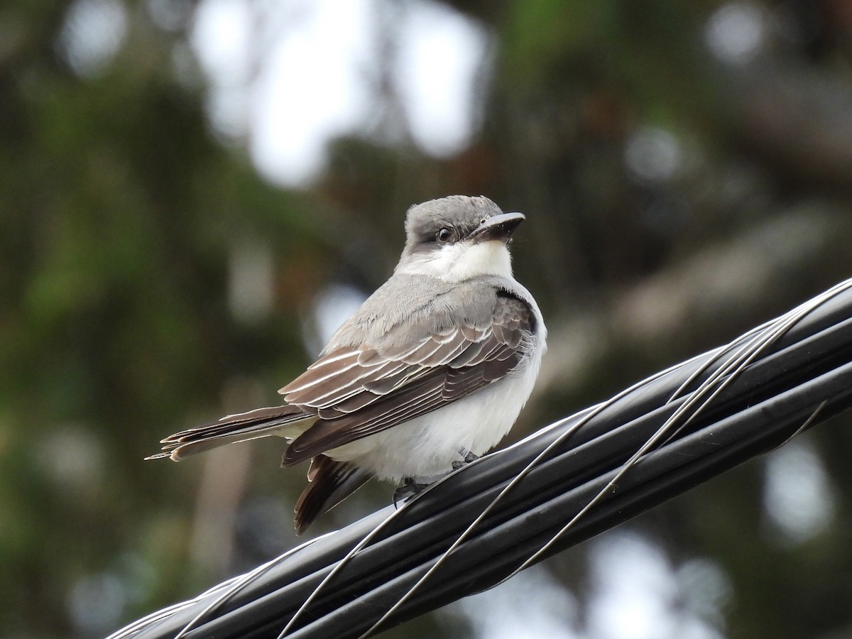 Tyran gris - ML644413969