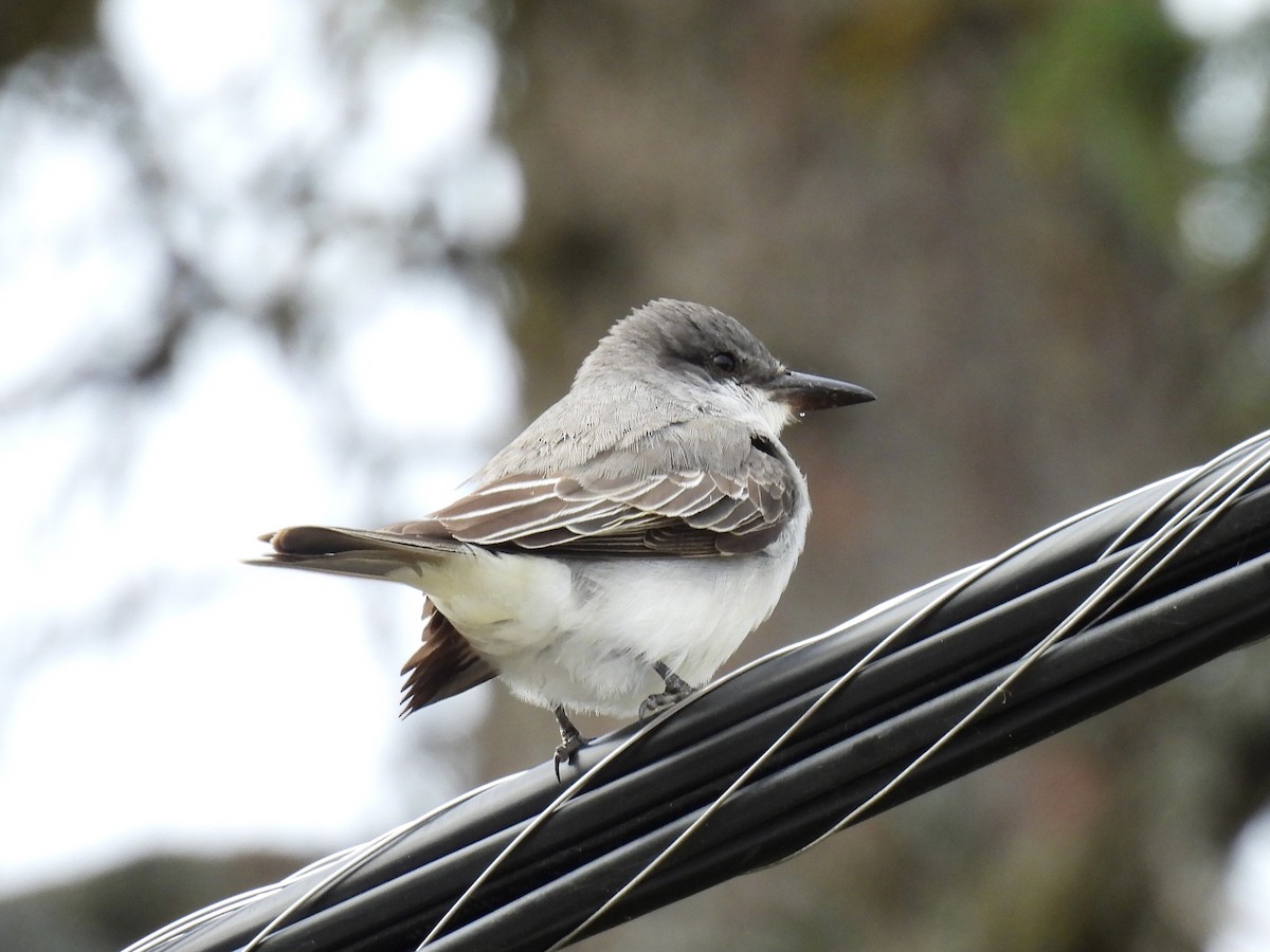 Tyran gris - ML644413970