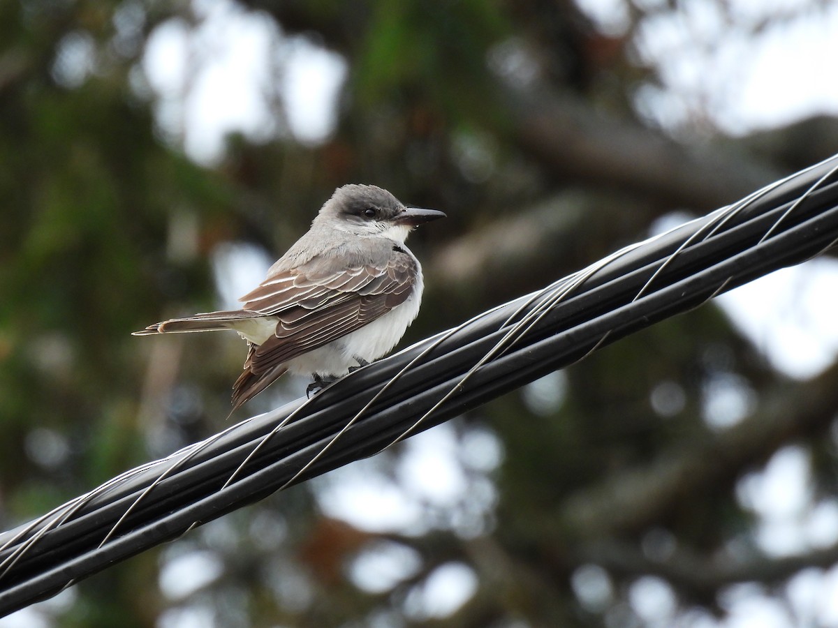 Tyran gris - ML644413978