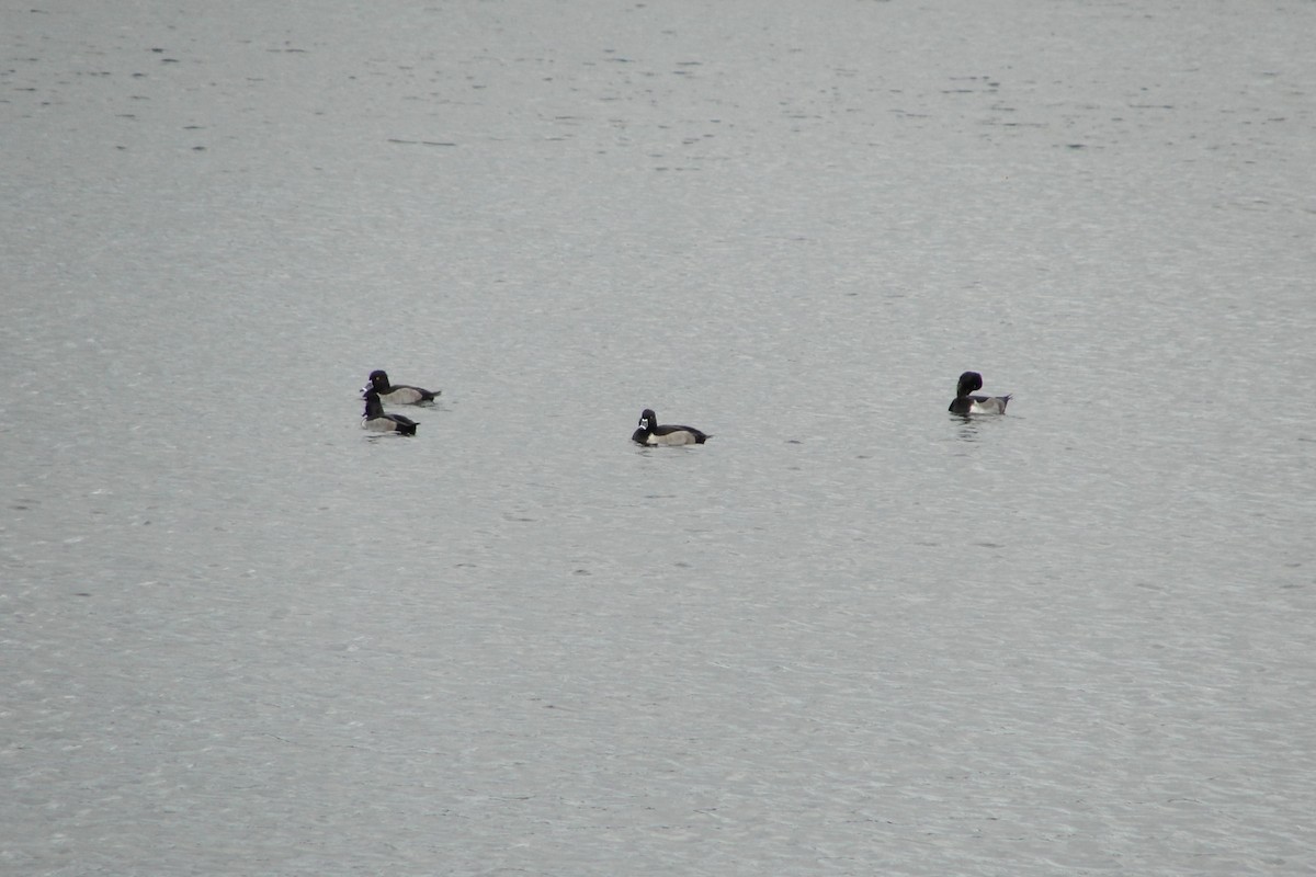 Ring-necked Duck - ML644413990