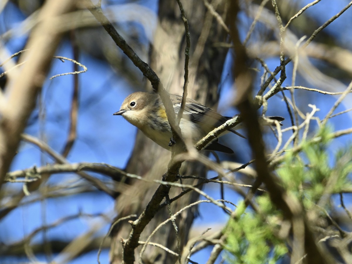 Reinita Coronada - ML644413992