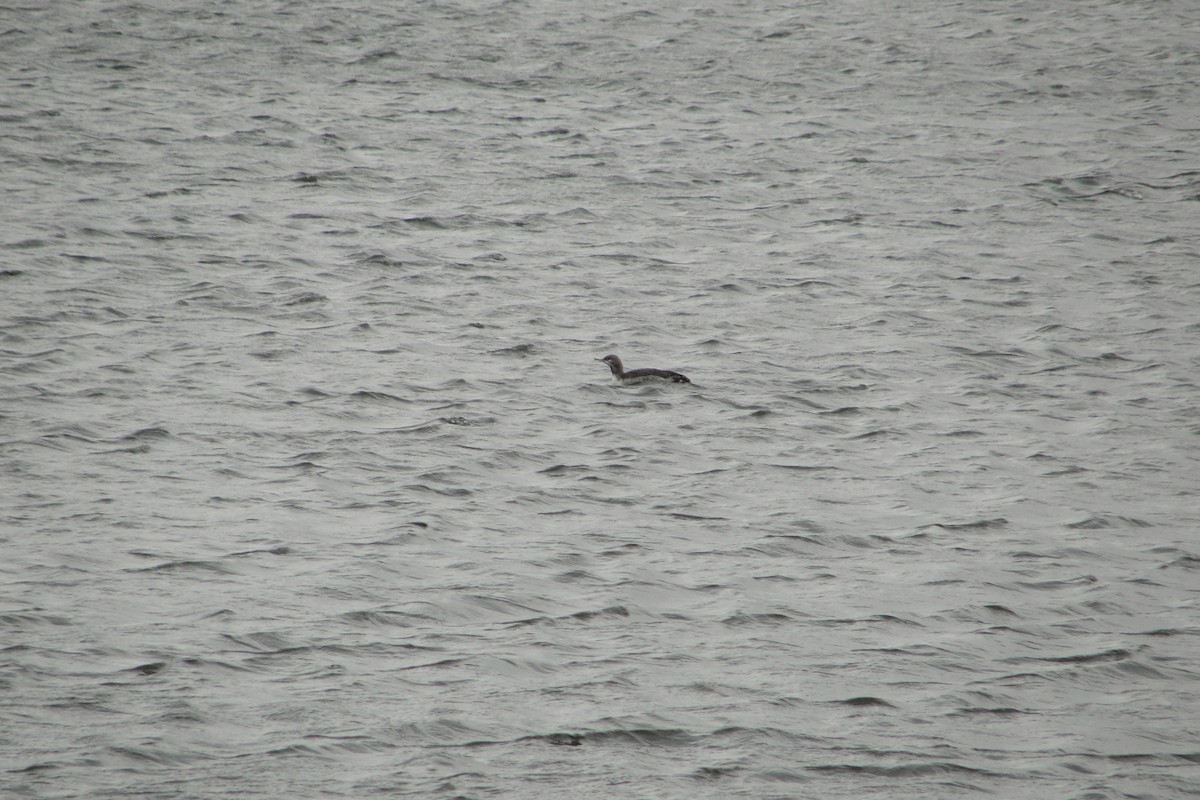 Red-throated Loon - ML644414013