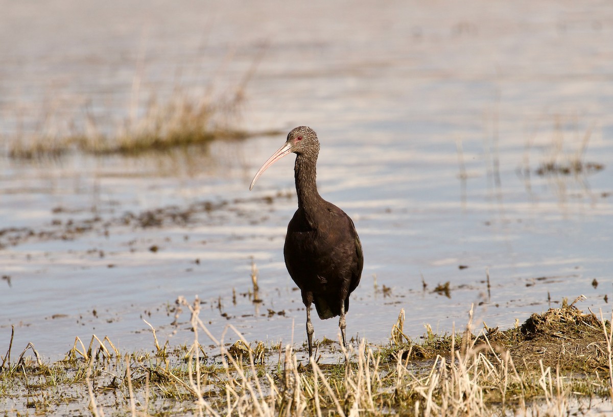 Puna Ibis - ML644414017