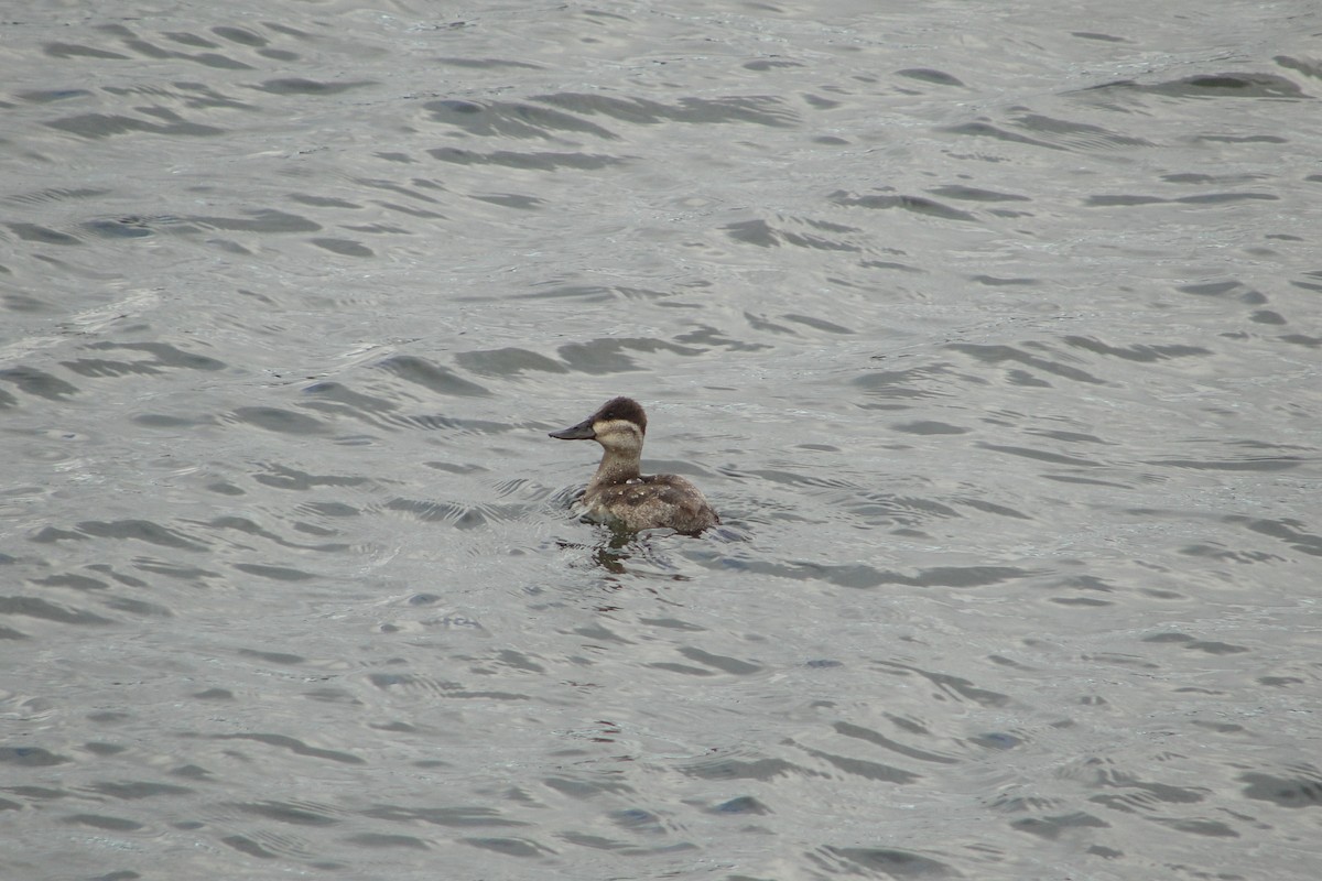 Ruddy Duck - ML644414023