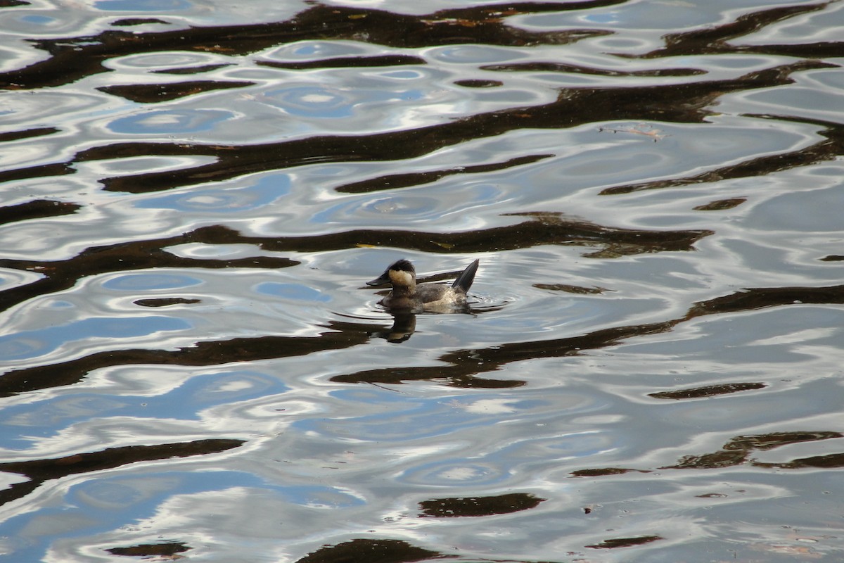 Ruddy Duck - ML644414024
