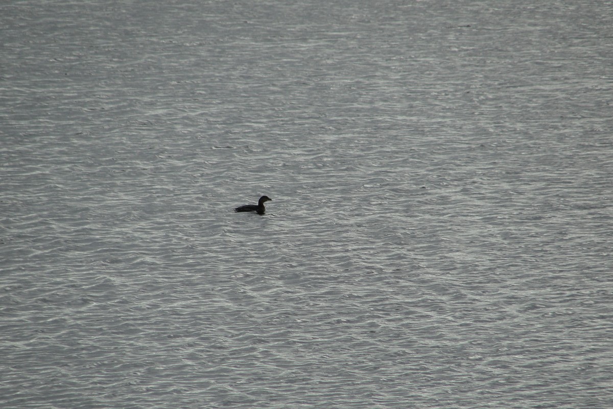 Pied-billed Grebe - ML644414028