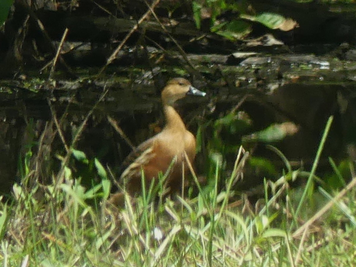 Dendrocygne à lunules - ML644414029