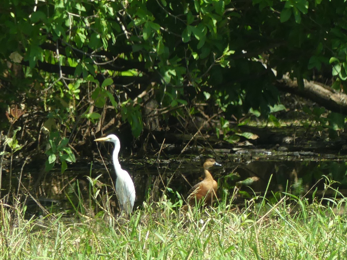 Dendrocygne à lunules - ML644414030