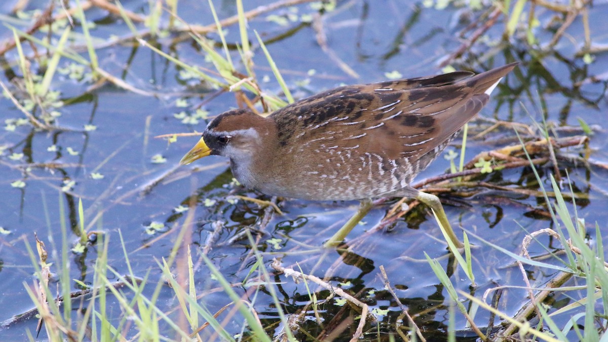 maskerikse - ML644414040