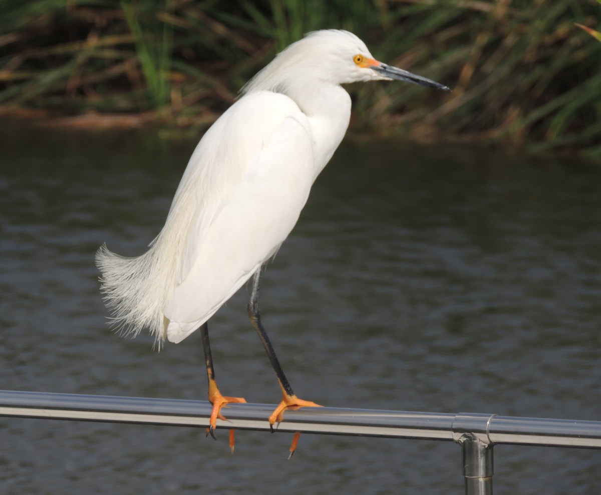 ユキコサギ - ML644414042