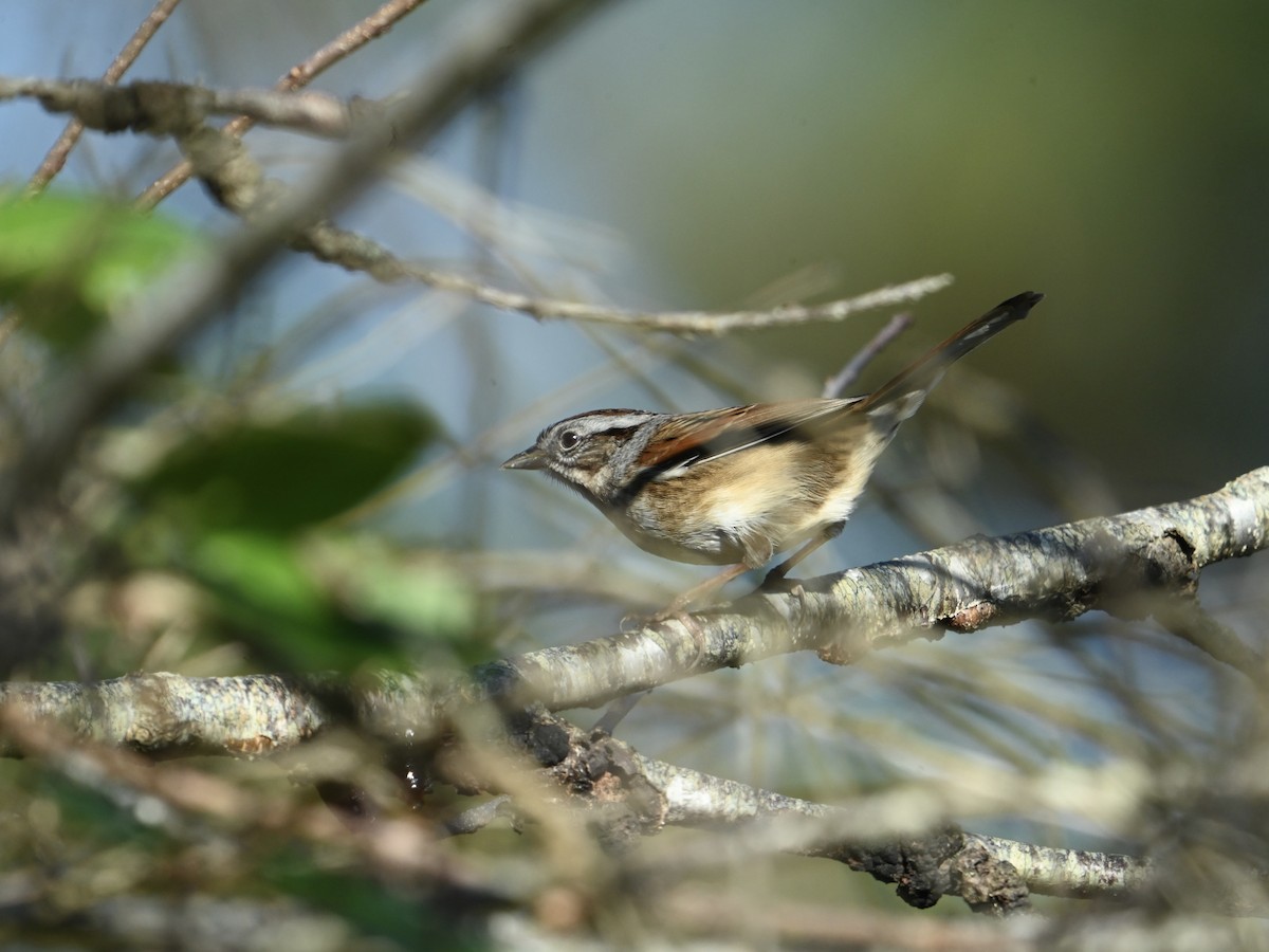 Chingolo Pantanero - ML644414048