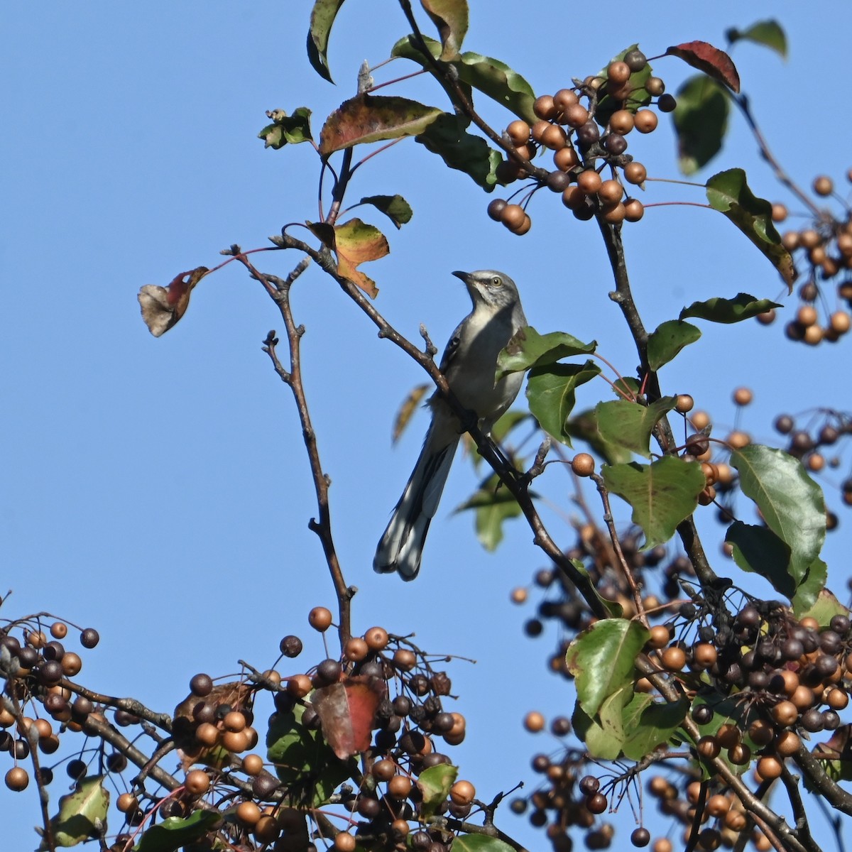 Sinsonte Norteño - ML644414061