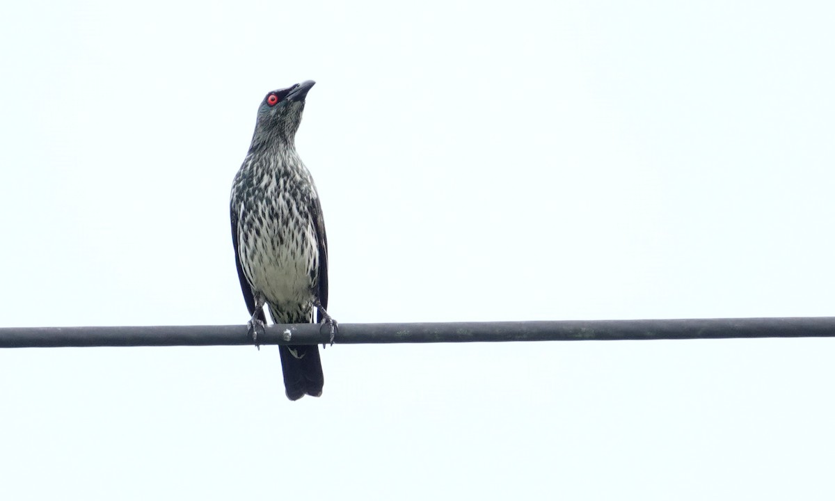 špaček rudooký - ML644414067