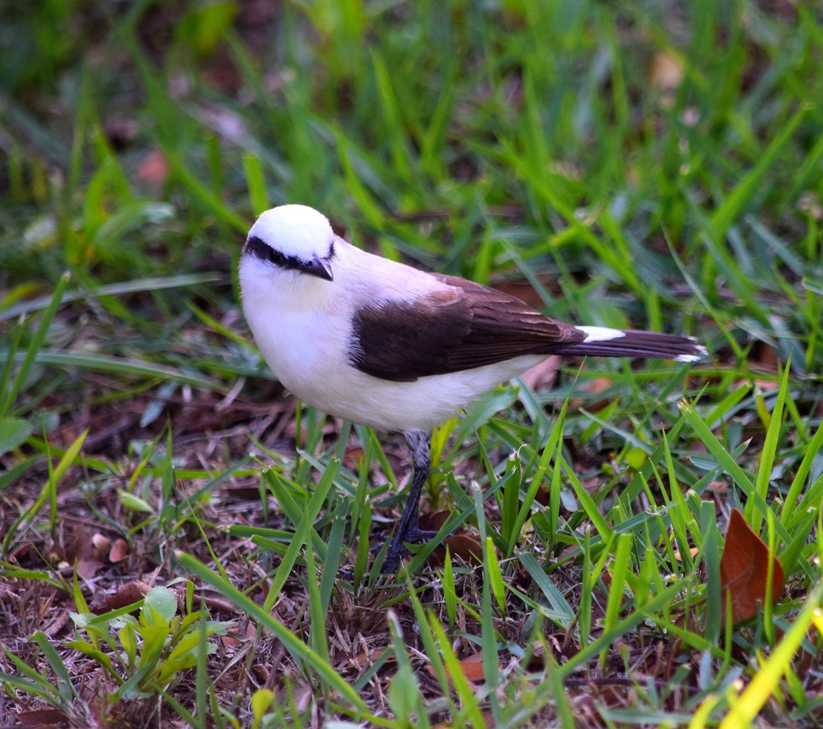 Masked Water-Tyrant - ML644414069