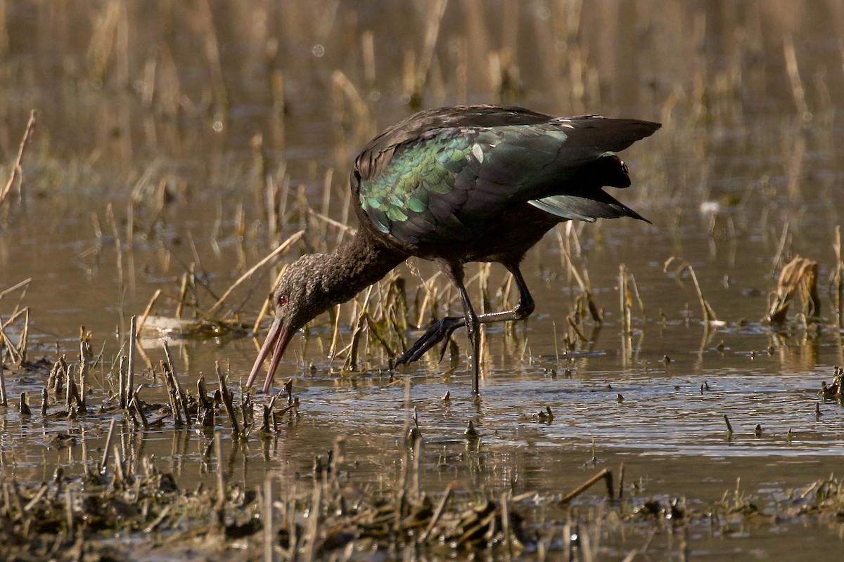Puna Ibis - ML644414070