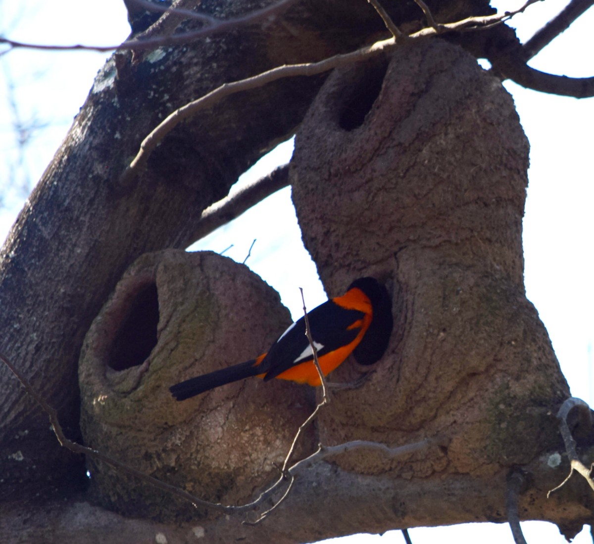 Campo Troupial - ML644414072