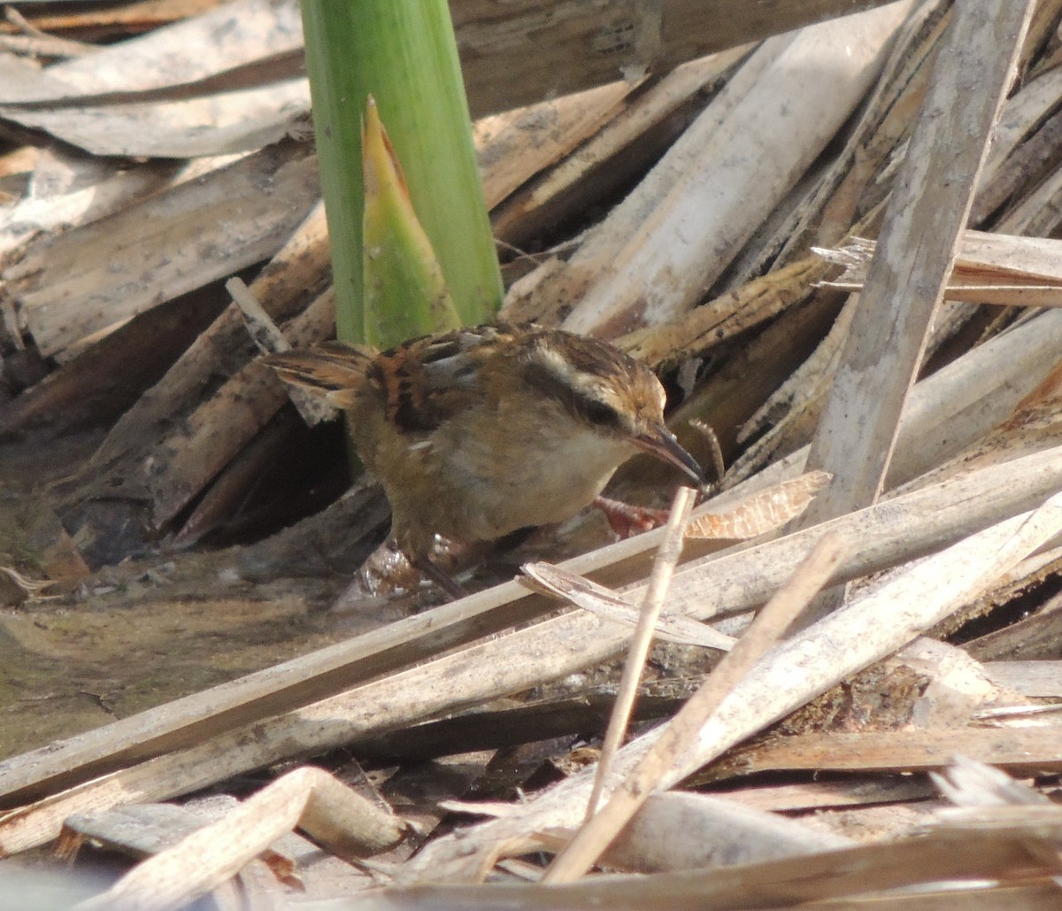 Wren-like Rushbird - ML644414073