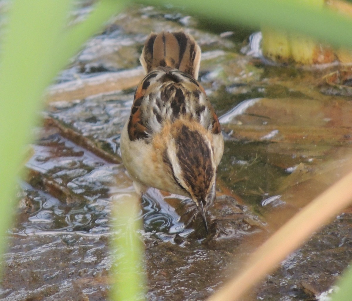 Wren-like Rushbird - ML644414074