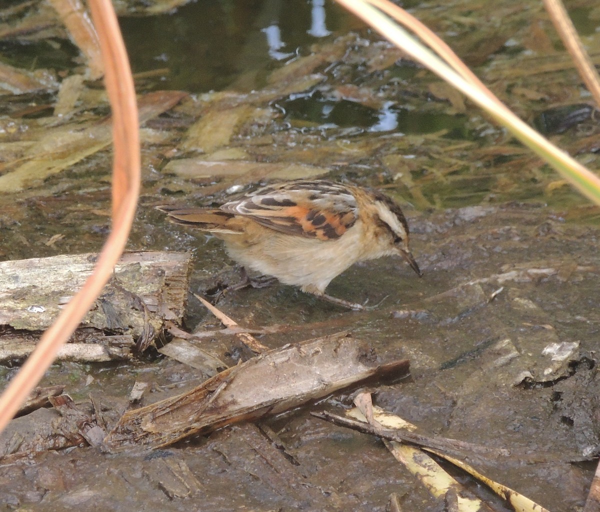 Wren-like Rushbird - ML644414075