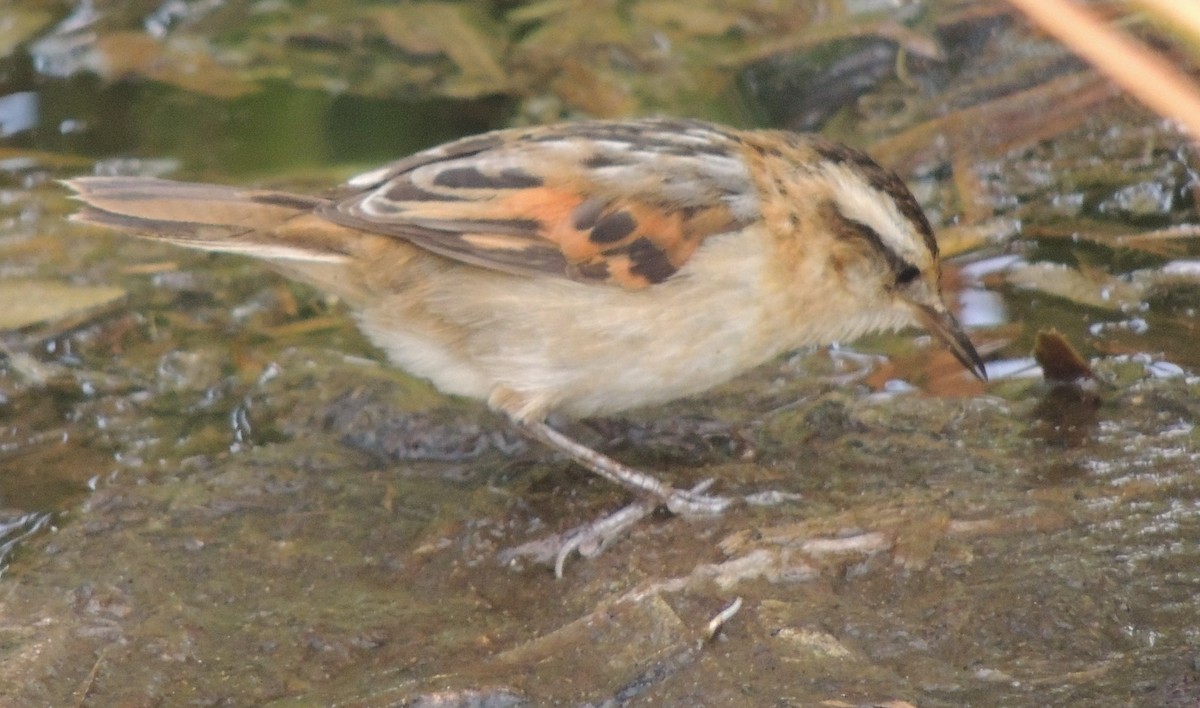 Wren-like Rushbird - ML644414076