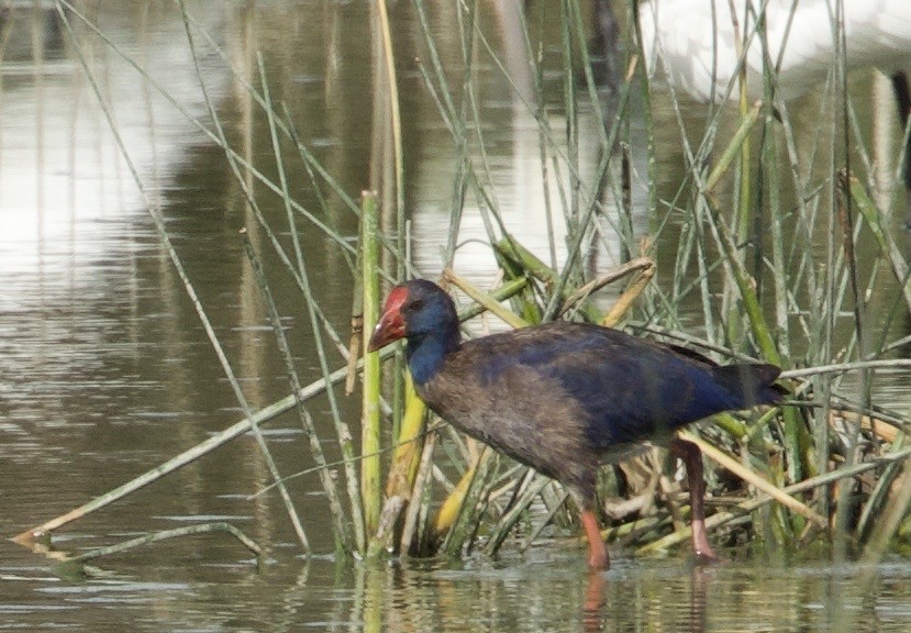 セイケイ - ML644414077