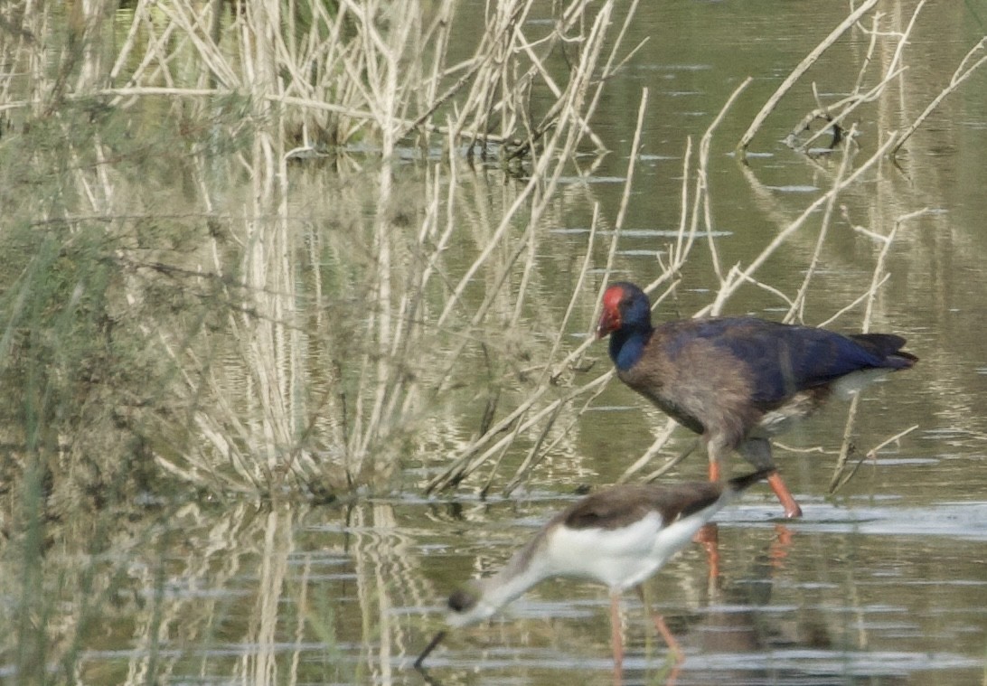 セイケイ - ML644414078