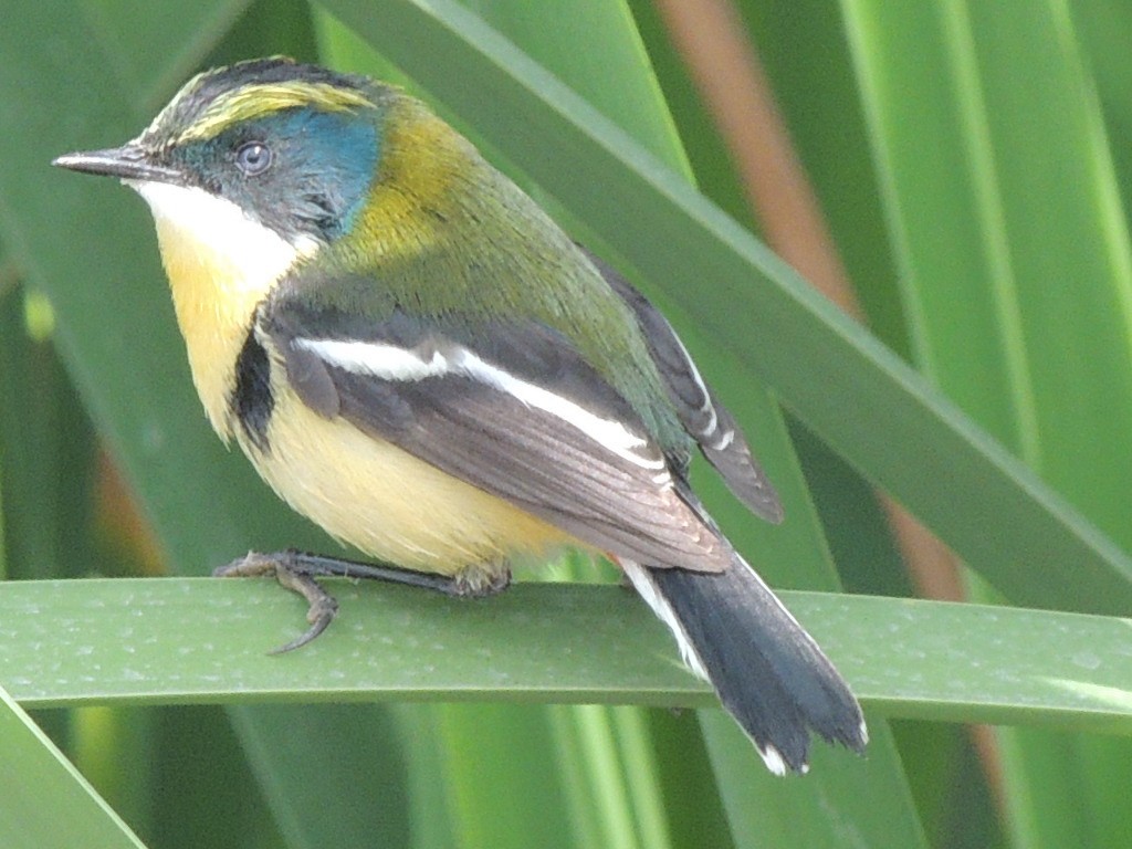 Many-colored Rush Tyrant - ML644414084