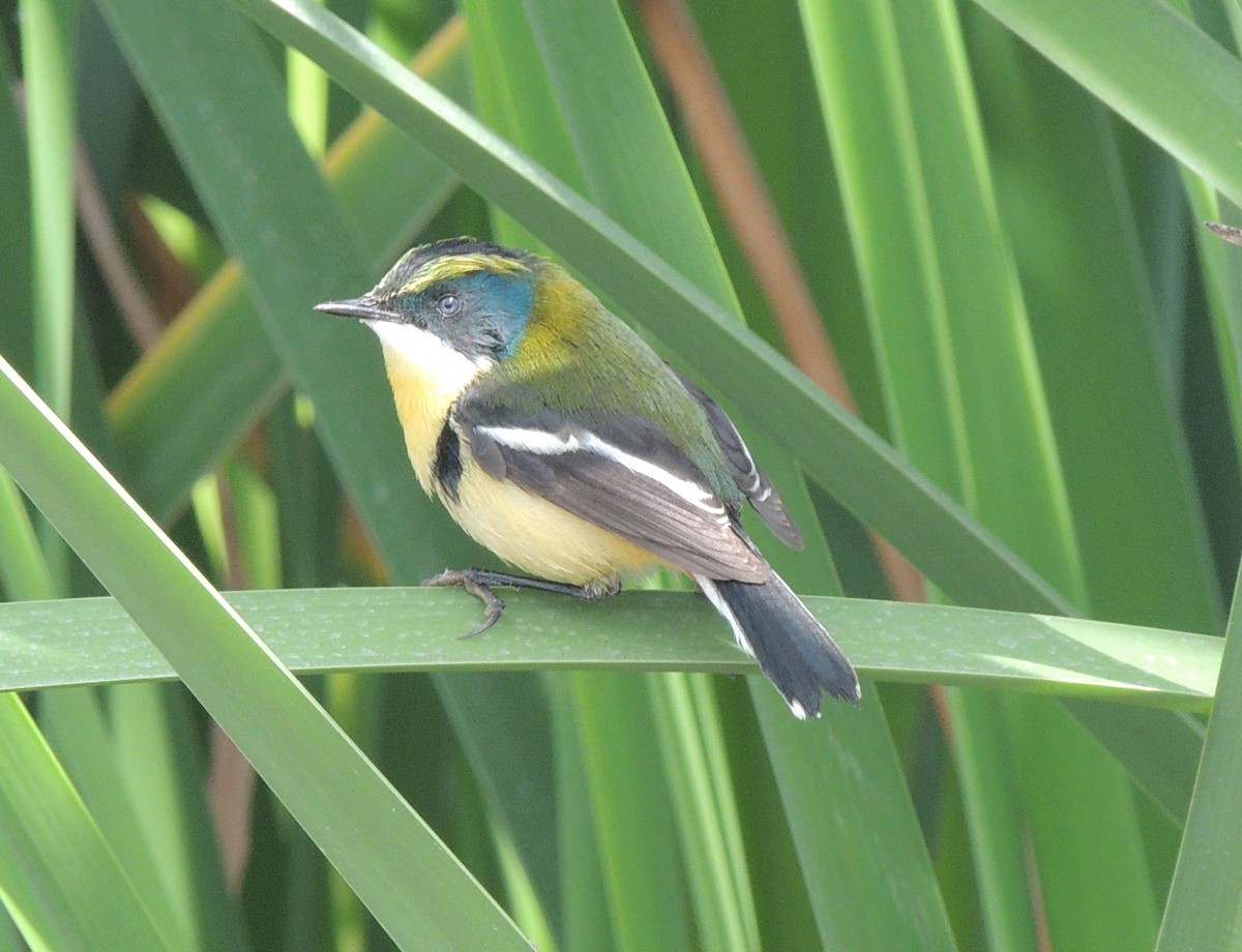 Many-colored Rush Tyrant - ML644414085