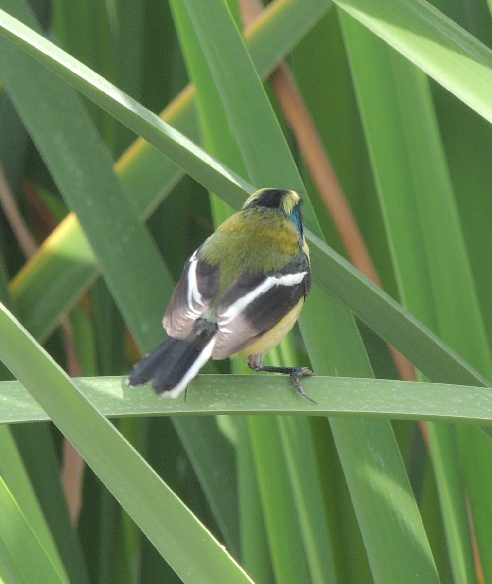 Many-colored Rush Tyrant - ML644414086